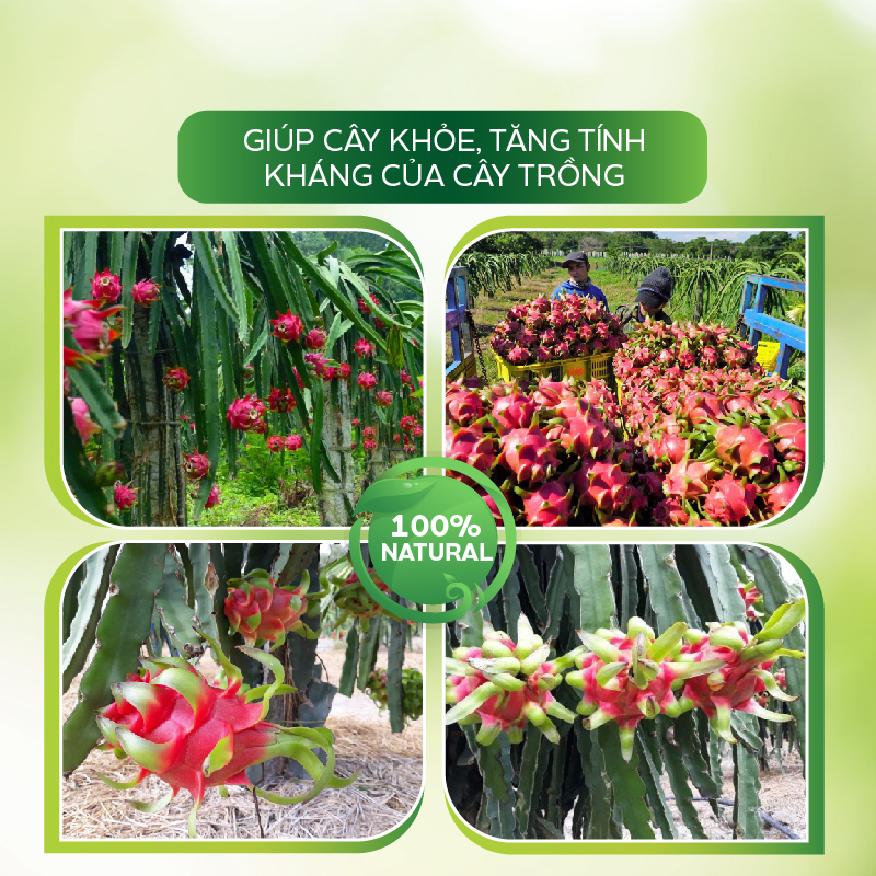 Thuốc Trị Nấm AT Phòng Trừ Đốm Nâu, Nấm Thân, Thối Cổ Rễ Nấm Tắc Kè Trên Cây Thanh Long – Fugi Can 250ml