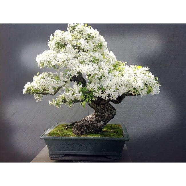 Cây giống hoa Bạch Tuyết Mai