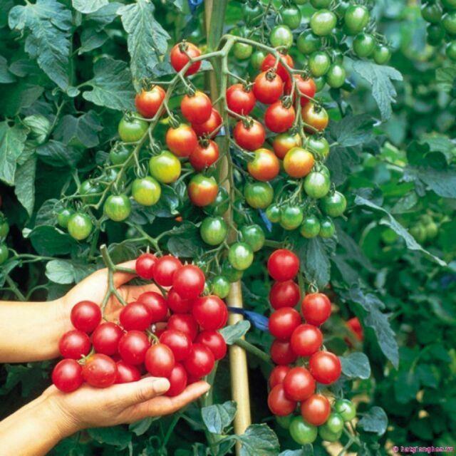 Hạt giống cà chua bi