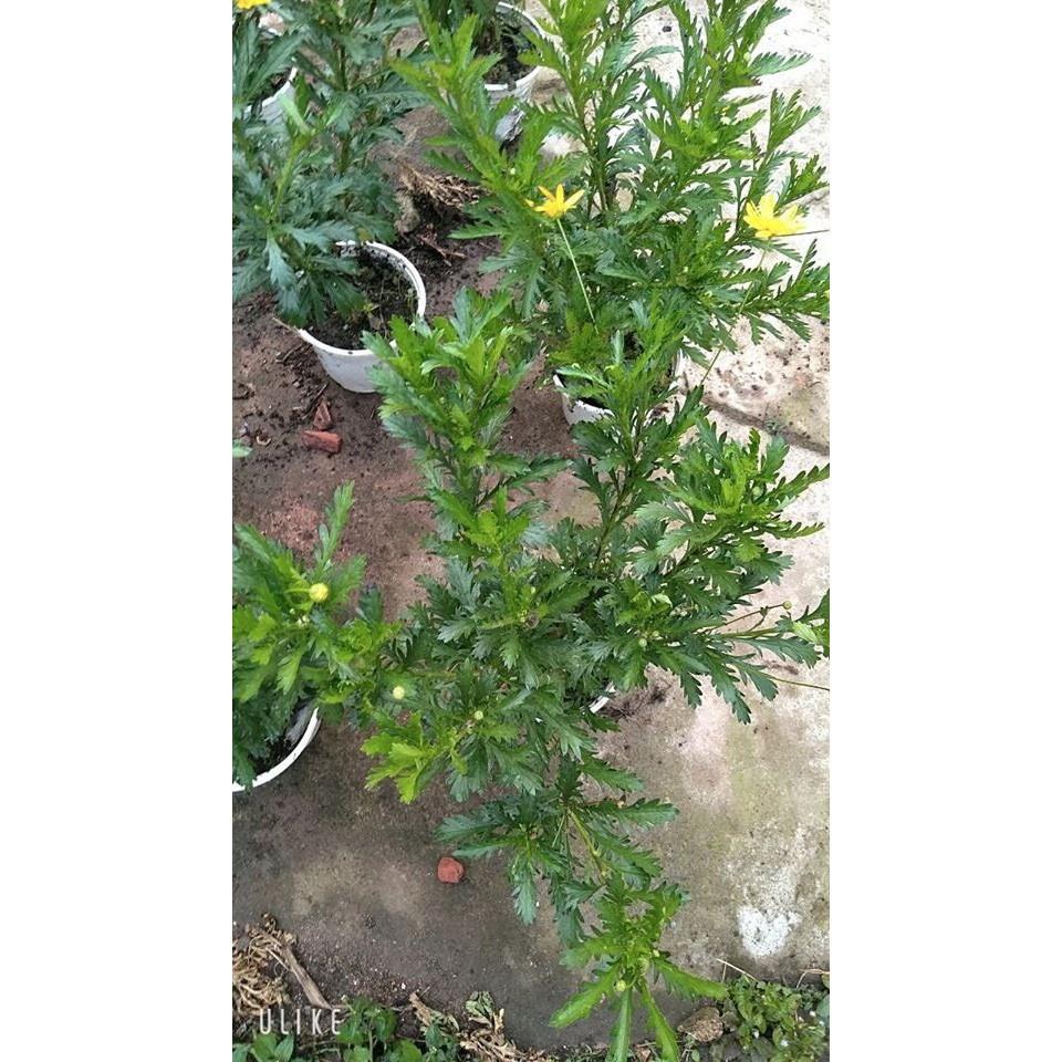 Cây hoa cúc thân gỗ
