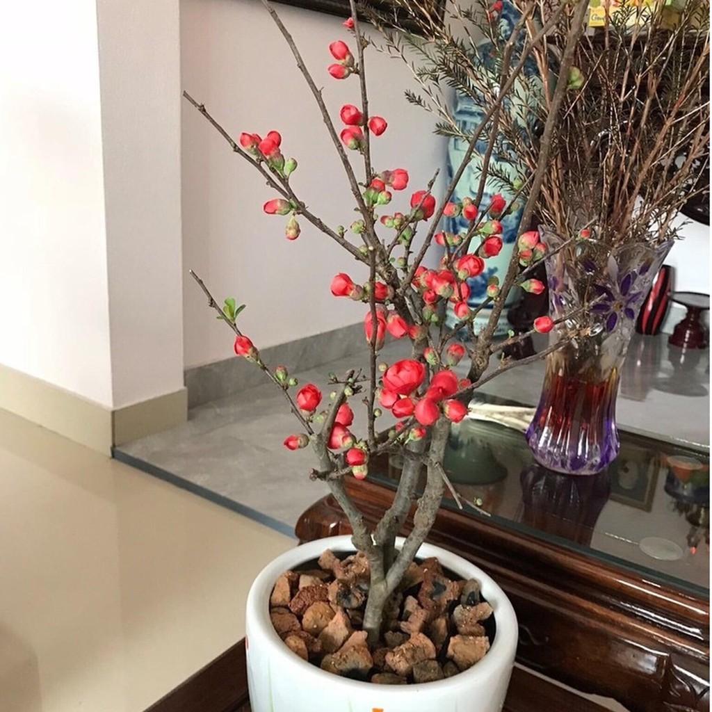Cây Hoa Mai Đỏ - Siêu Nụ
