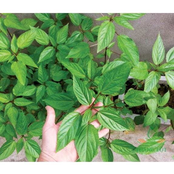 20gr hạt rau đay cao sản