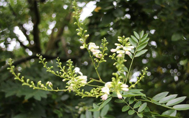 CÂY GIỐNG HOA HÒE