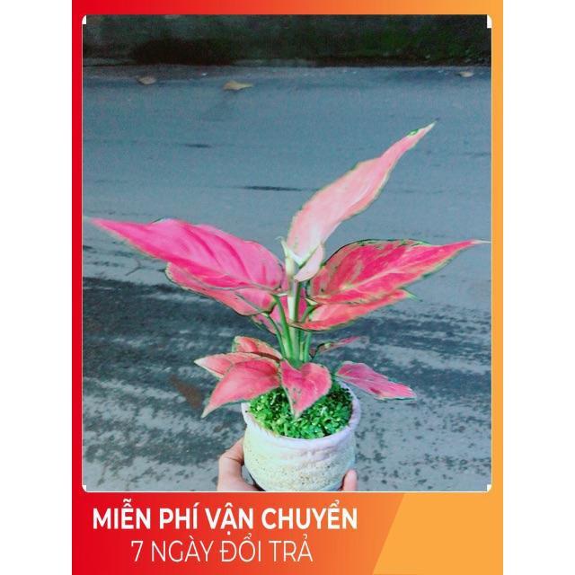 Chậu Vạn Lộc Hồng