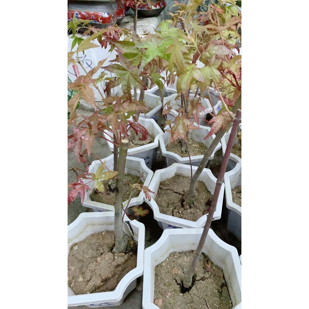 Cây Phong Lá Đỏ