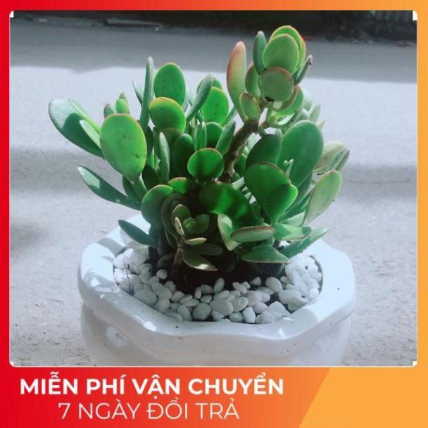 Chậu Cây Ngọc Bích