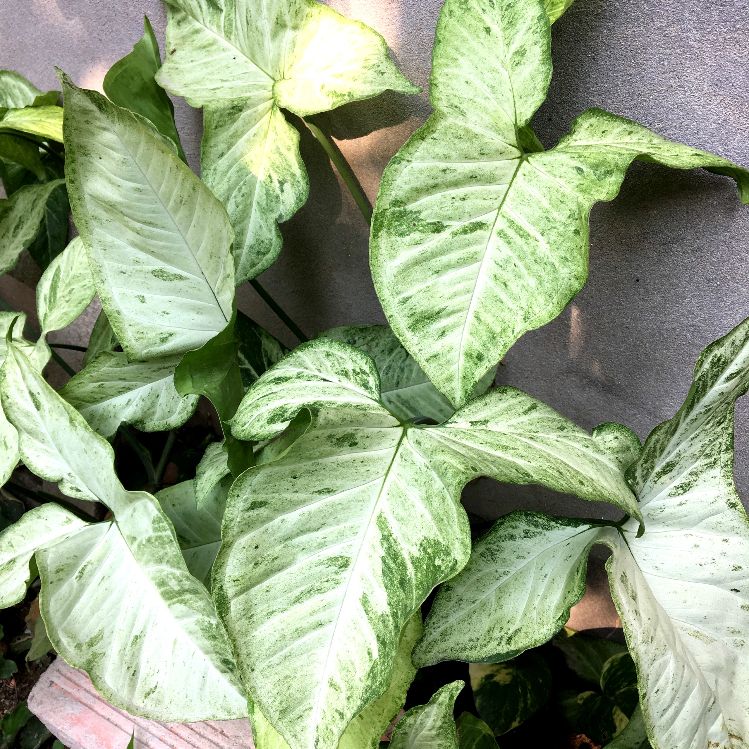 Cây Trầu Bà Trắng, cây cảnh mini để bàn