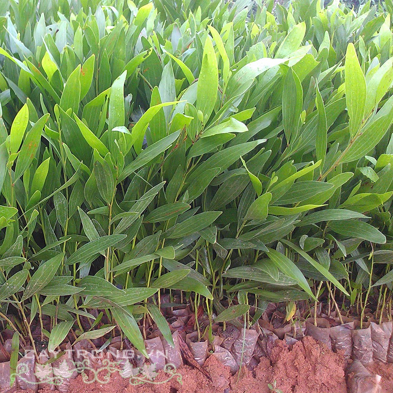 Cây giống Keo Lai
