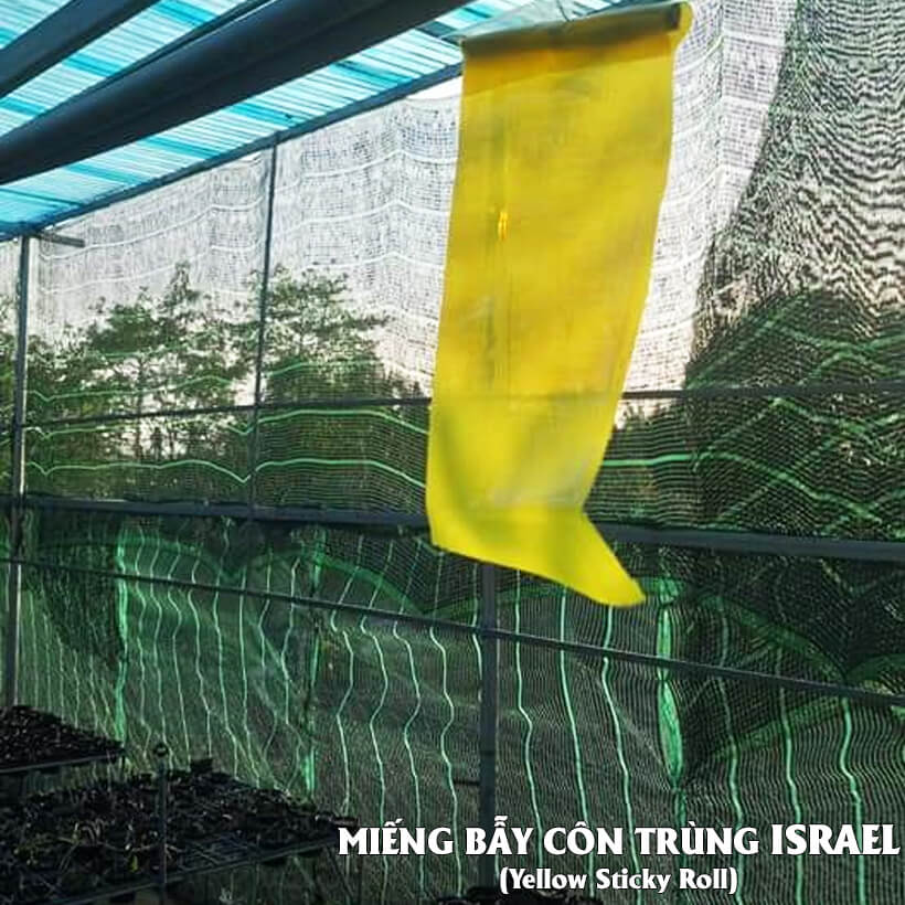 50 Miếng Dính Vàng Côn Trùng nhập khẩu Israel (Sticky Yellow Rol ngang 18cm x 22cm, 2 mặt keo) là keo dính sinh học màu vàng dùng bẫy hiệu quả Ruồi các loại, Bọ Phấn, Bọ Trĩ, Bướm và côn trùng khác…