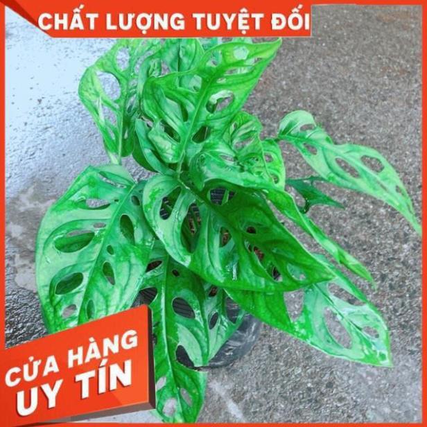 Trầu Bà Lỗ