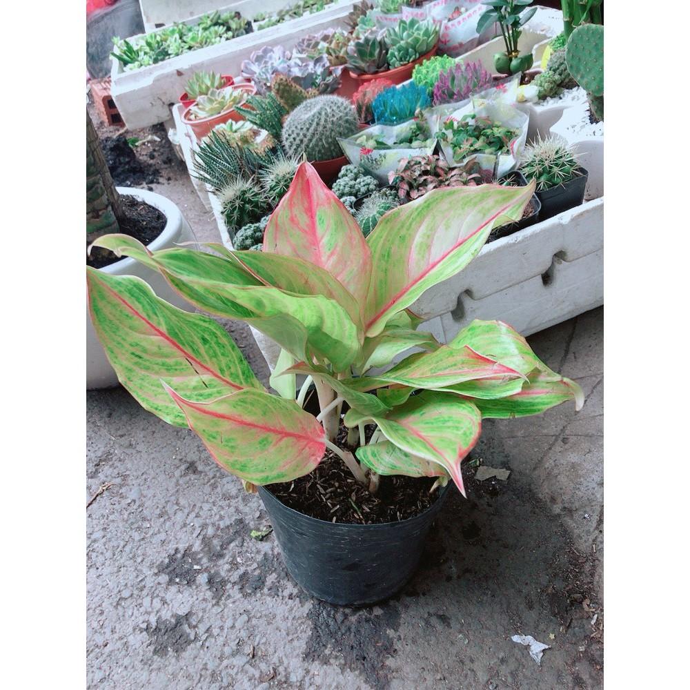 Cây Phú Quý Vàng