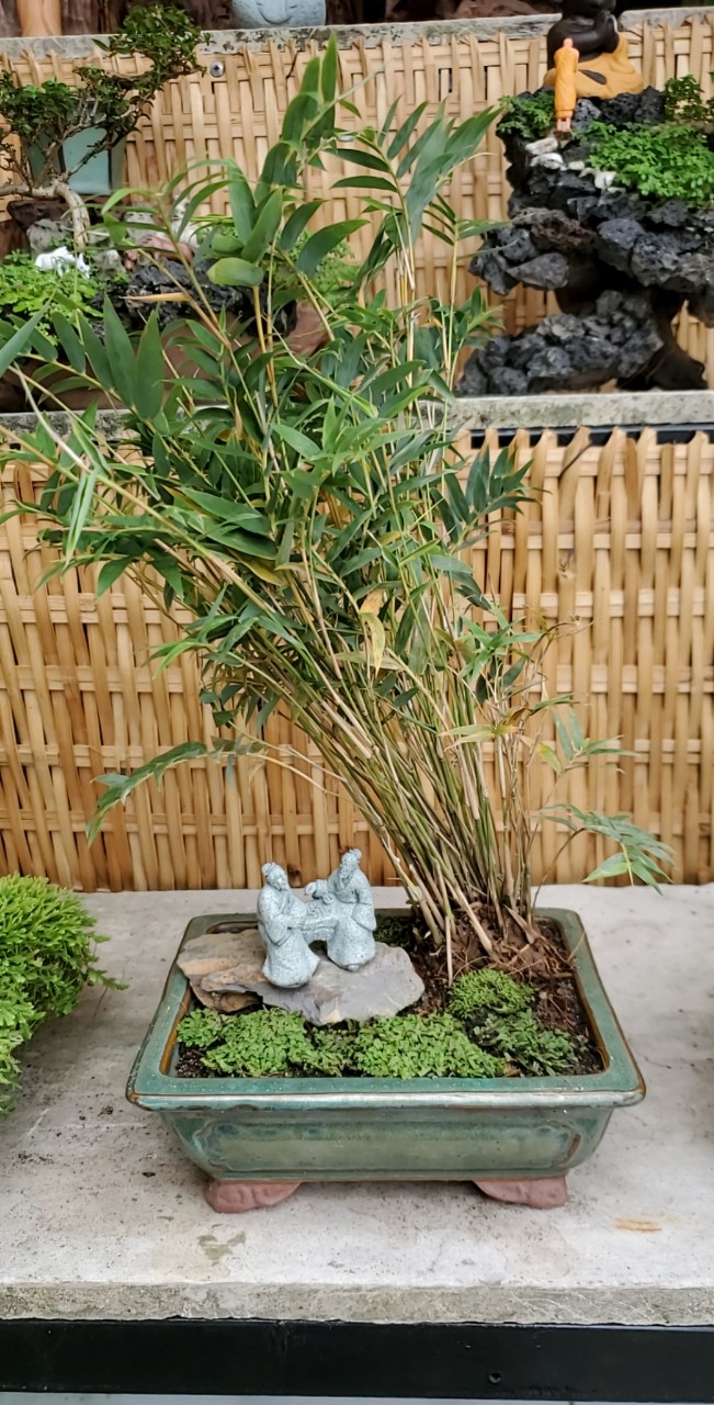 Bonsai mini đánh cờ dưới bóng trúc