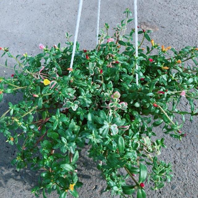 Chậu Hoa Mười Giờ Sam