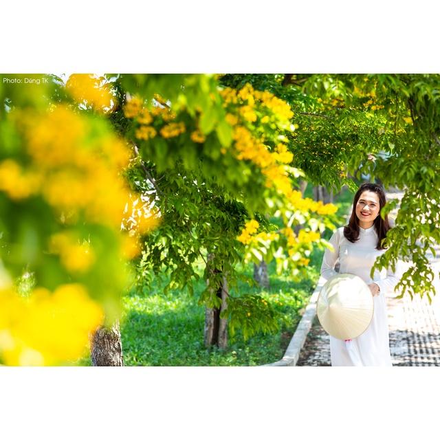 Hạt Giống Cây Giáng Hương KNS3722 - Gói 5 hạt