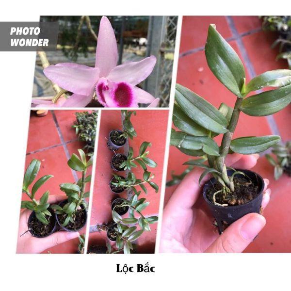 Combo 10 loại lan giống lôn xôn max đẹp