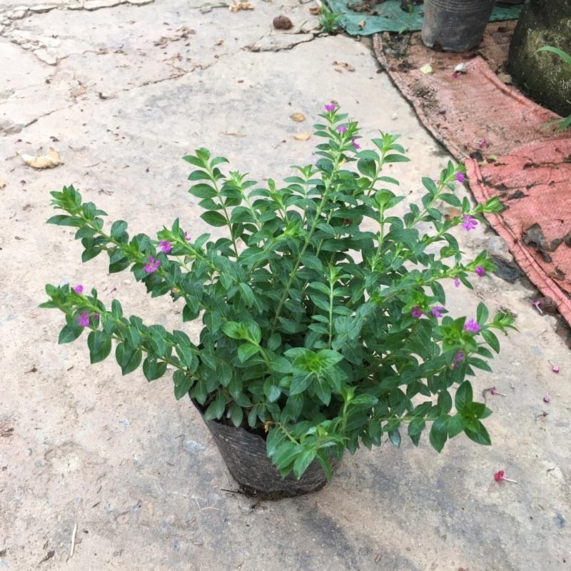 Cây Hoa Cẩm Tú Mai Trồng Bầu.Cây Xum Nhiều Hoa