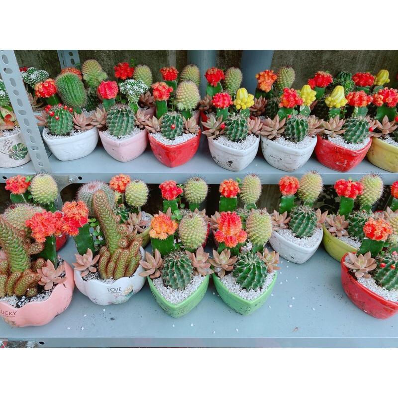 Chậu Xương Rồng Tiểu Cảnh