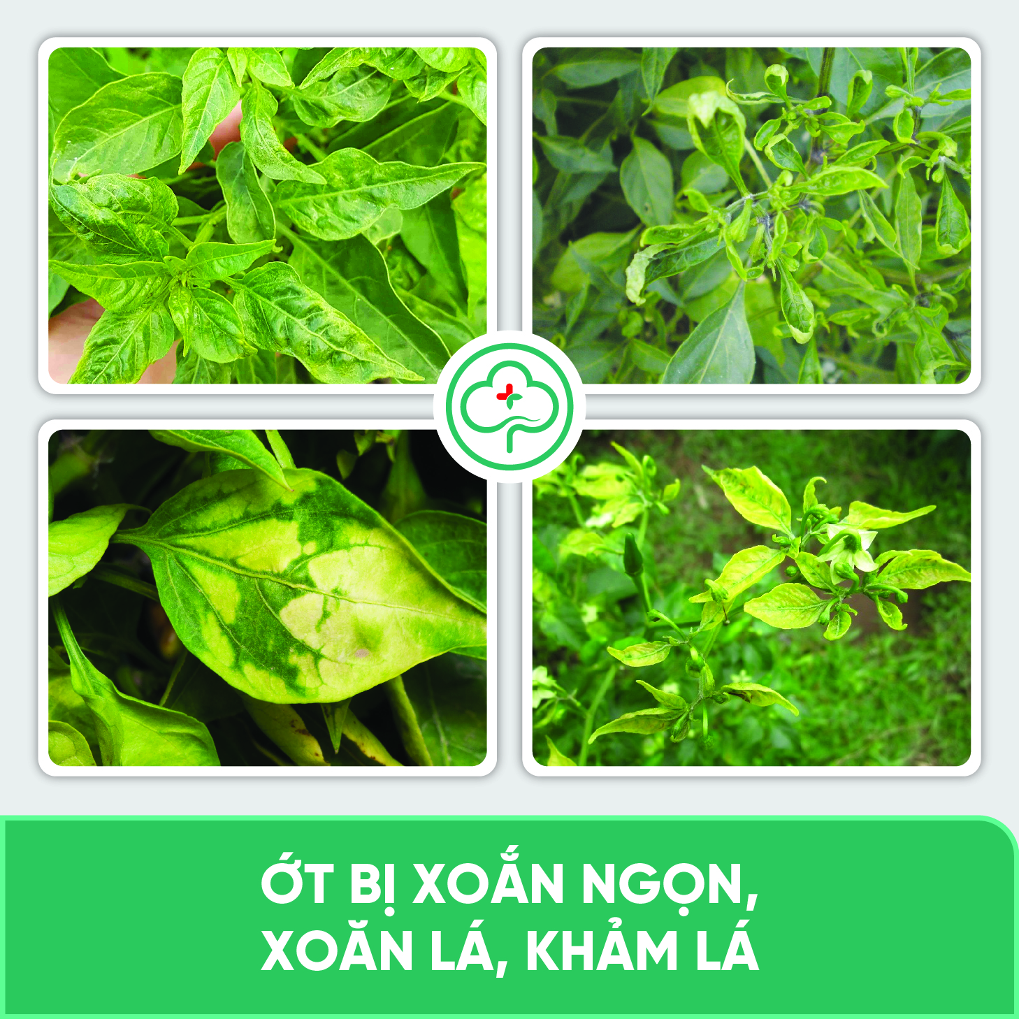 Chế phẩm phòng trị xoăn ngọn, xoăn lá, khảm lá, sượng trái, An toàn sức khoẻ BS05 Movir 100/250ml NSX Bacsicayxanh