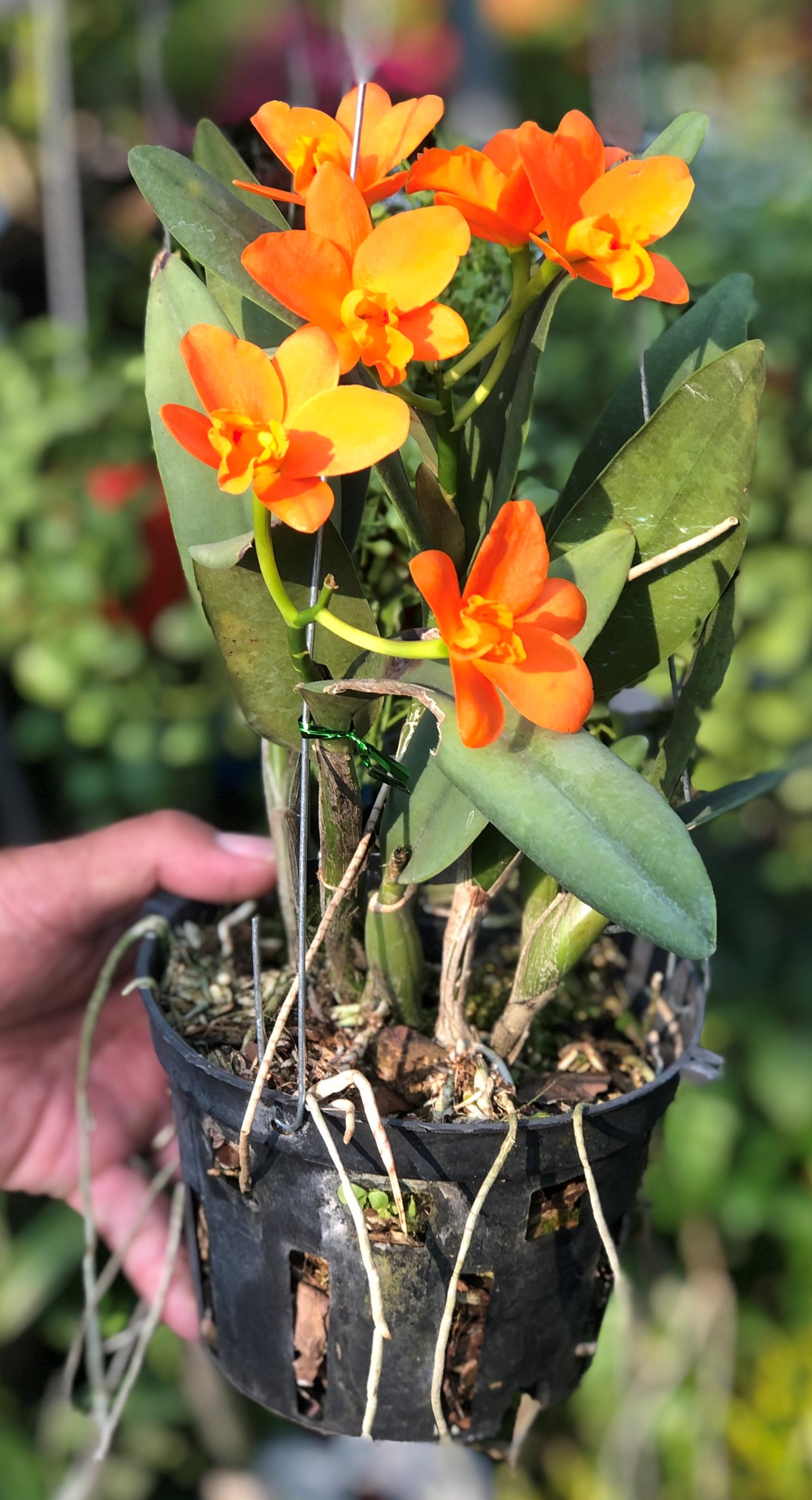 Chậu hoa lan cattleya hoa màu hồng