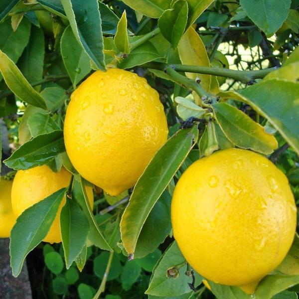 CÂY GIỐNG CHANH VÀNG MỸ quả to