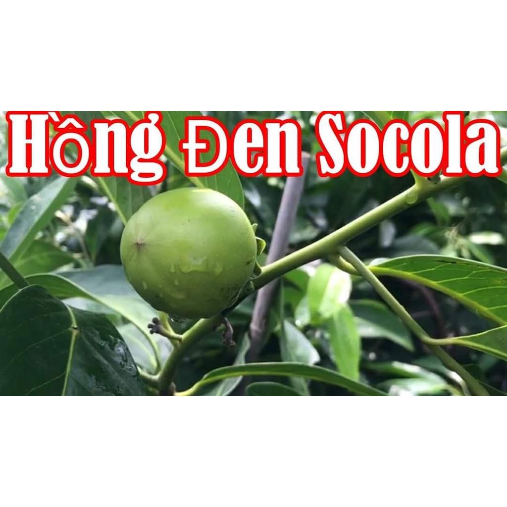 CÂY GIỐNG HỒNG ĐEN SOCOLA