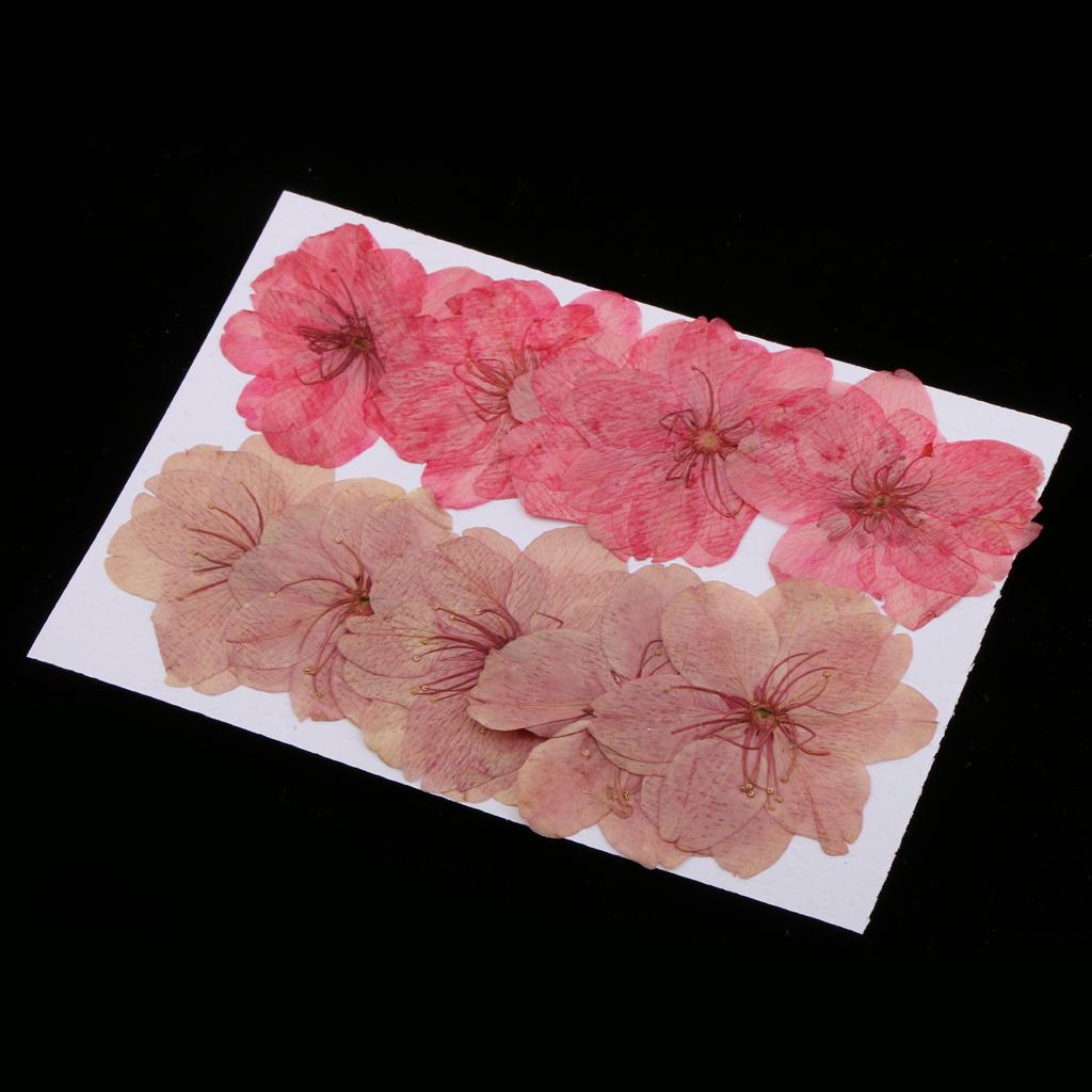 10 Pieces Natural Pressed Dried Sakura Flower Cherry Blossom for DIY Arts Crafts