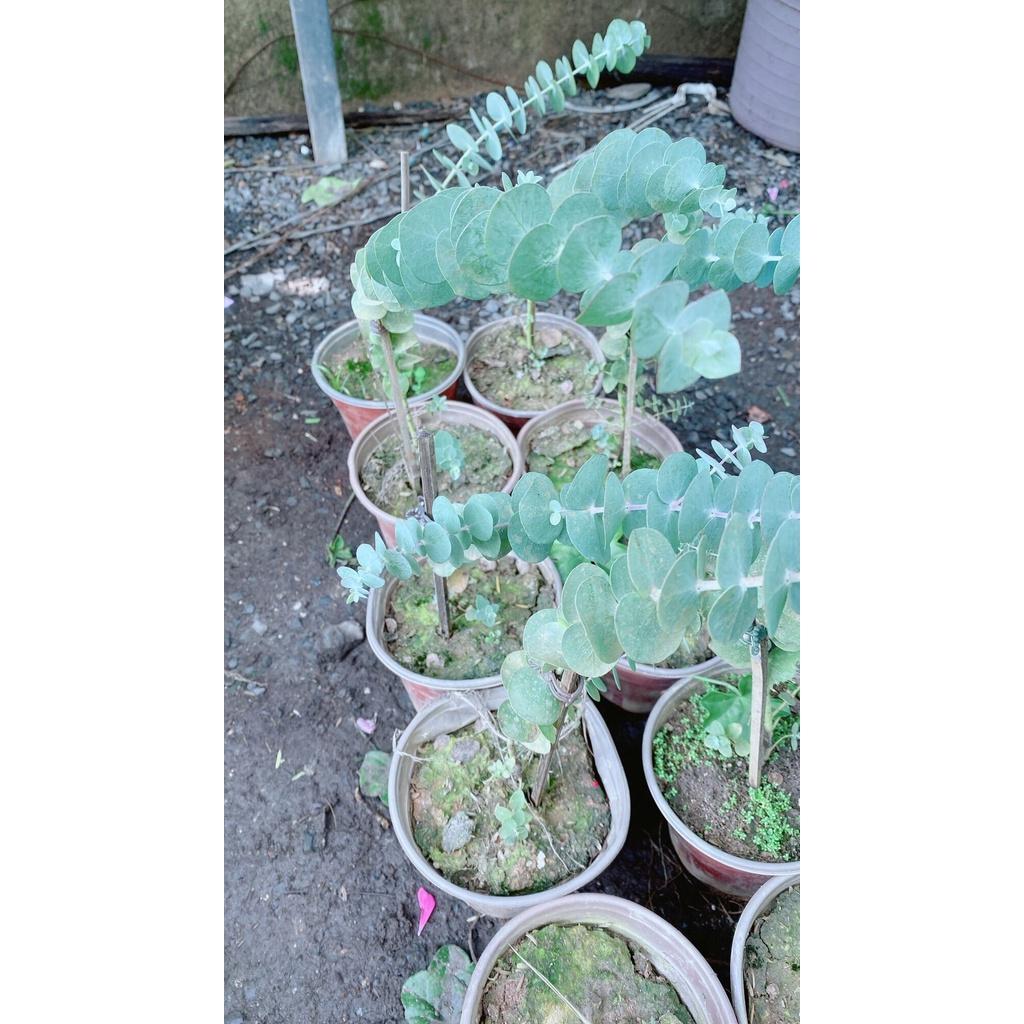 Cây Đo La-Khuynh Diệp-Bạch Đàn