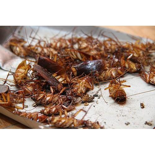 Chế phẩm diệt kiến tận gốc - diệt gián sinh học Ant-Bio lọ 10ml