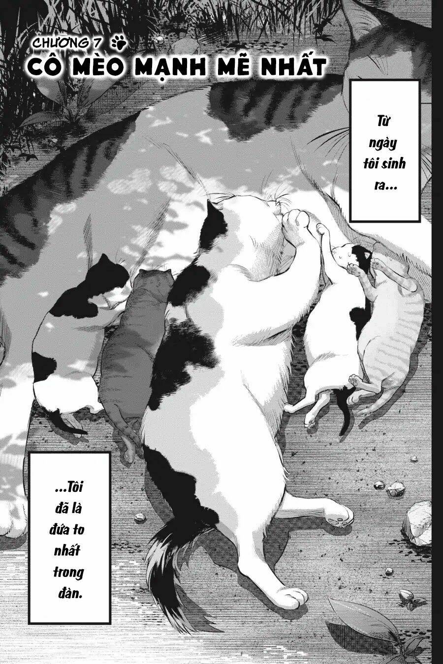 nyankees chapter 7 5