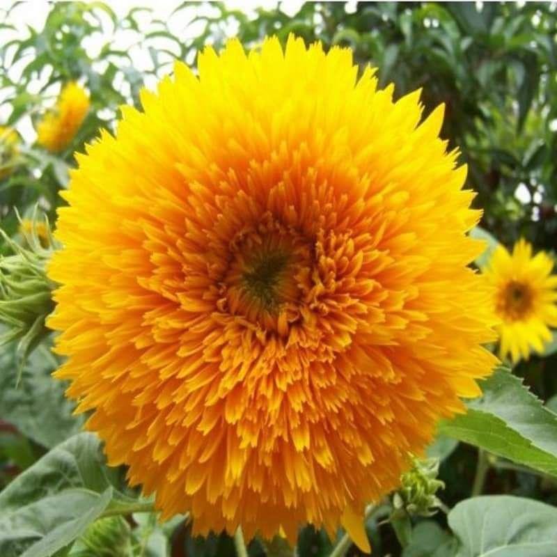 Hơn 40 hạt giống hướng dương xù Trang Nông