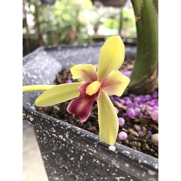 Lan kiếm giống số 1 thái hàng gieo hạt