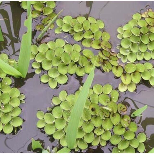 Bèo ong bèo tai chuột thủy sinh 5 cây