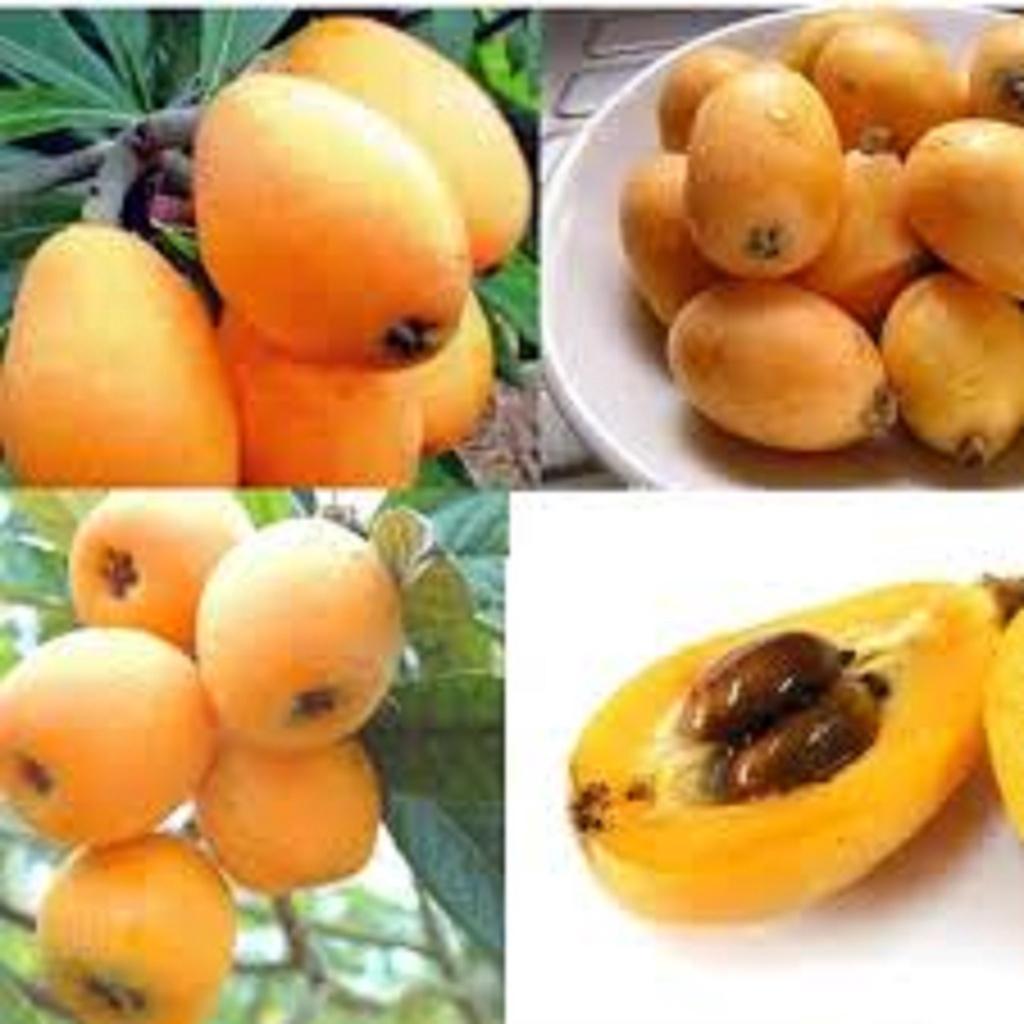 CÂY GIỐNG NHÓT NHẬT ()