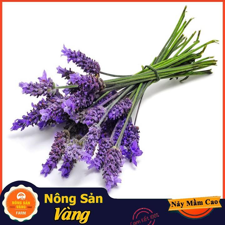 Hạt giống Hoa Oải Hương