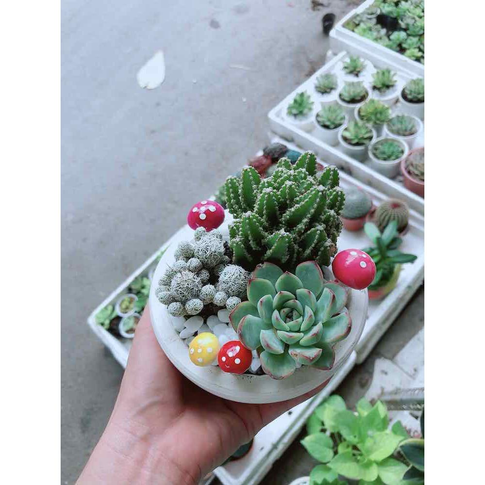 Chậu xương rồng đủ mẫu Bán Chạy