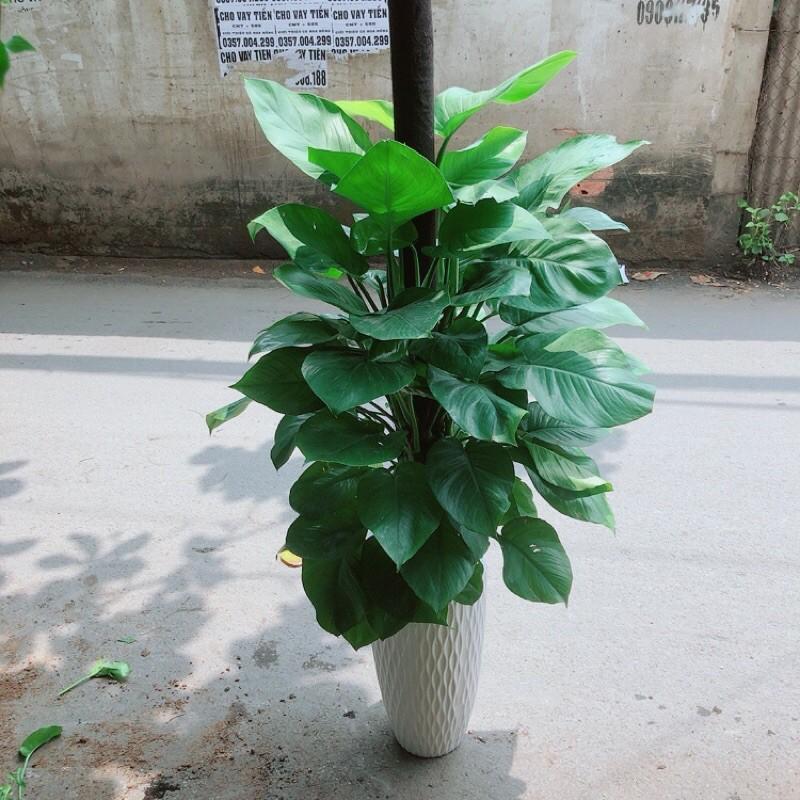 Chậu Cây Trầu Bà Leo