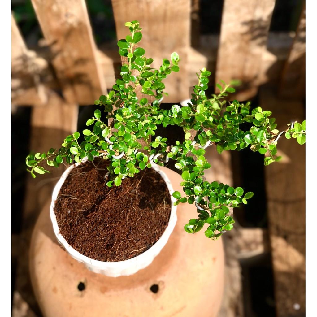 Chậu cây trà Phúc Kiến Bonsai