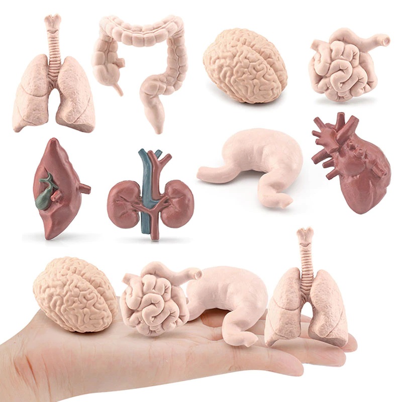 Mô hình các cơ quan nội tạng