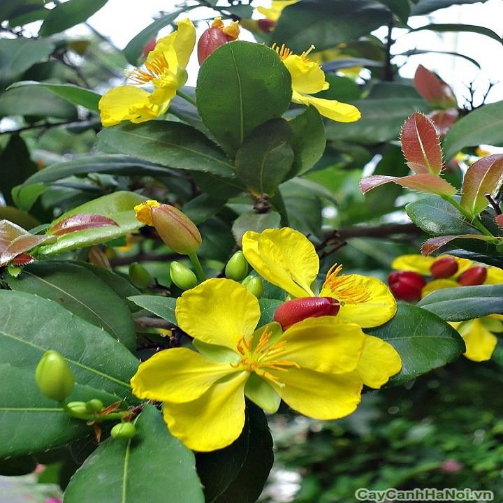 CÂY MAI TỨ QUÝ, CÂY NHỠ