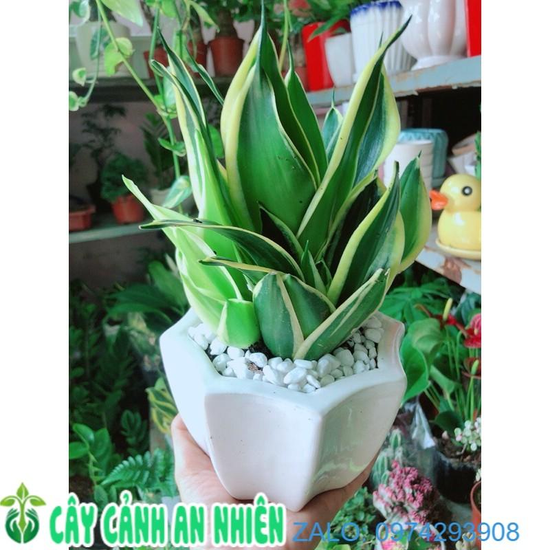 Chậu Lưỡi Hổ Thái Xanh