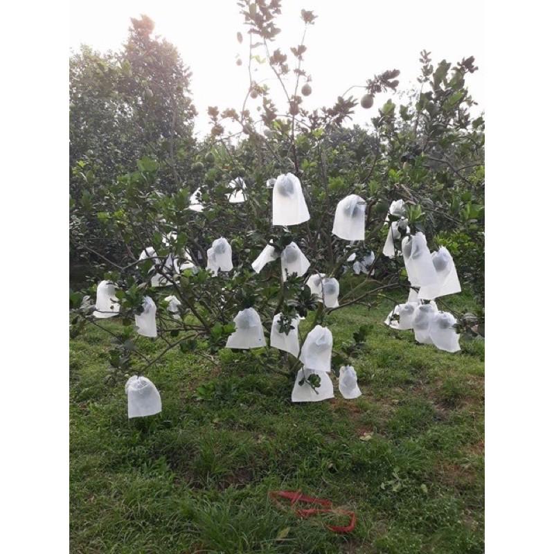 TÚI BAO TRÁI BƯỞI-TÚI BAO TRÁI CÂY ÁNH DƯƠNG 100cái