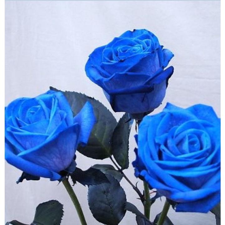 Hat giống hoa hồng xanh dể trồng f1 - Gói 10 hạt-tặng kèm gói kích mầm