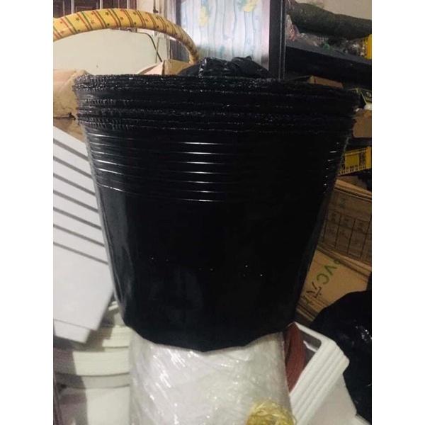 1 kg bầu đen mã 45x35 chỉ 48 nghìn