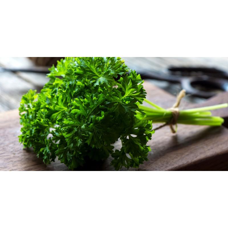 Gói 1GR hạt giống Ngò Tây