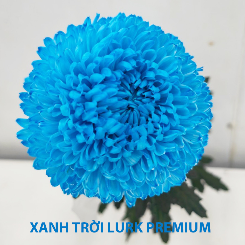 Thuốc Bột Nhuộm Hoa tươi Premium Color (7g pha 1L nước  màu hoa) nhuộm Hơn 250 Cành Hoa Nhanh Chóng và Hiệu Quả, An Toàn Cho Người Sử Dụng Tại Nhà