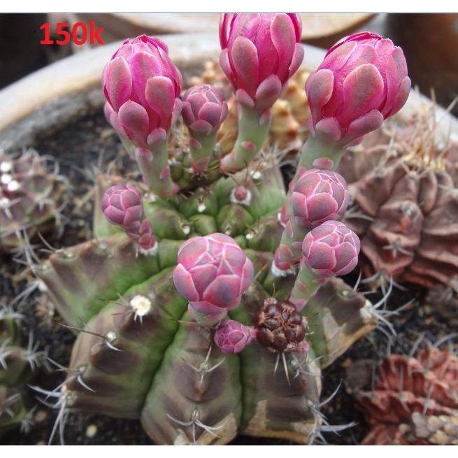 Hạt giống hoa xương rồng gấm mix màu KNS3545 - Gói 20 hạt