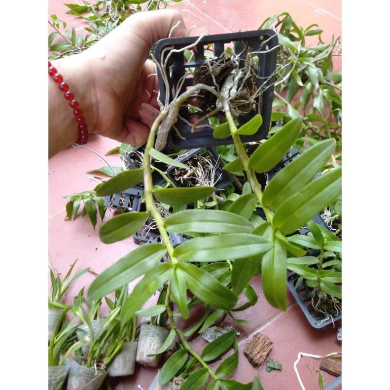 Hoa phong lan phi điệp trắng gieo hạt