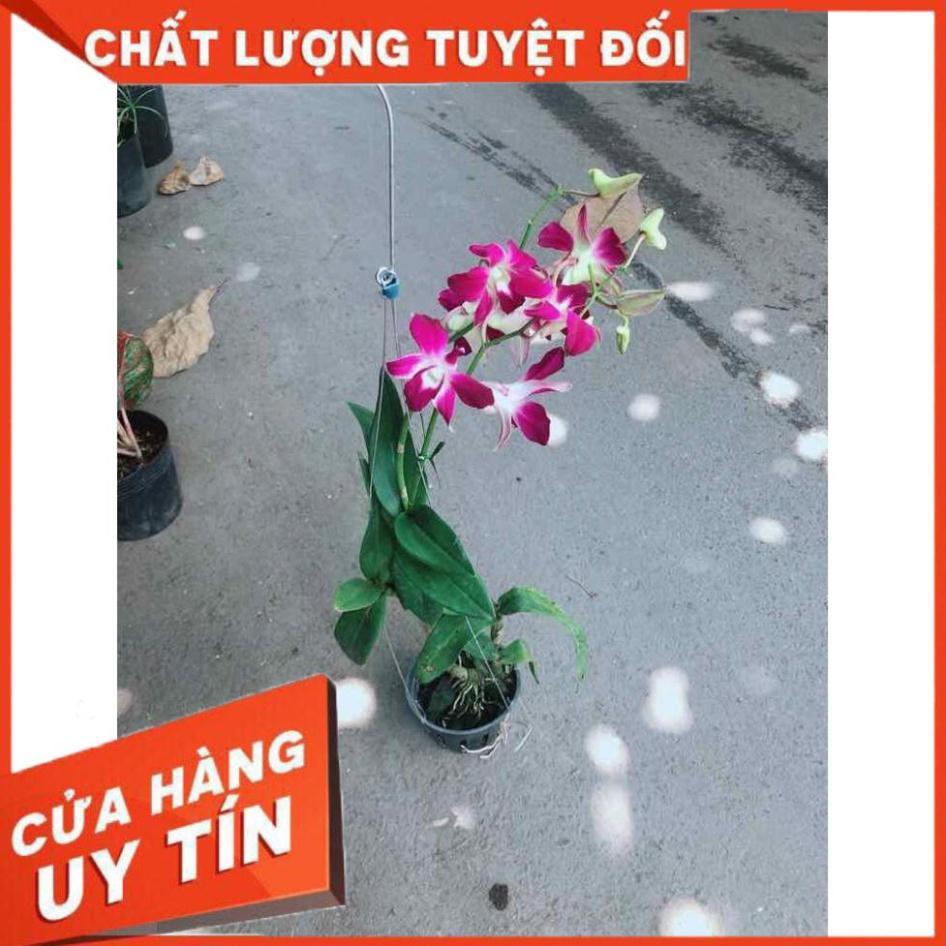 Chậu Lan Dendro Nhiều Người Mua