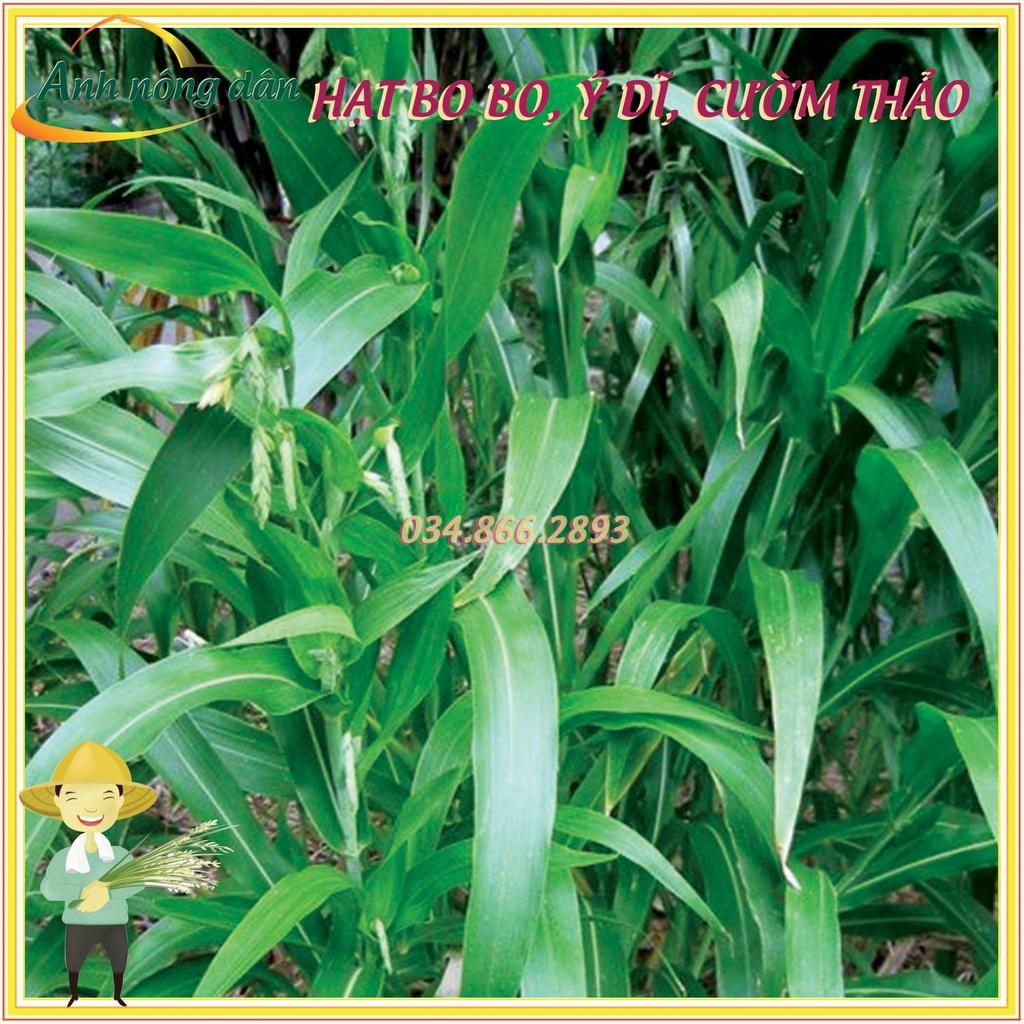 500g Hạt Cây Bo bo, Cây Ý Dĩ, Cườm Thảo - dùng cho chăn nuôi gia súc, gia cầm, thiên cầm