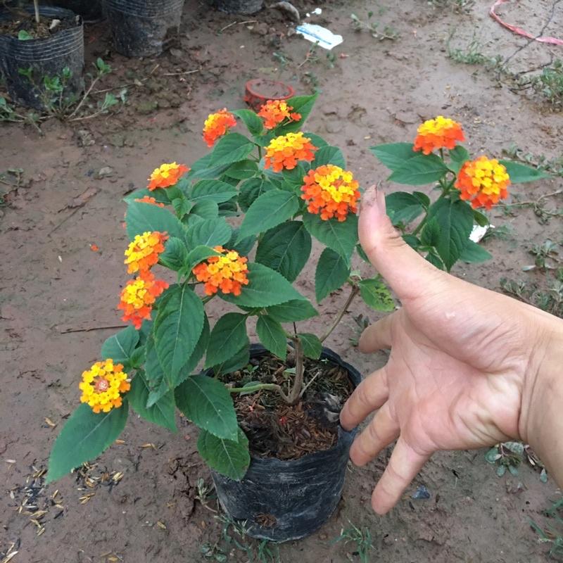 Cây Hoa Ngũ Sắc Vàng Cam,Cây Xum Xuê Đã Có Sẵn Hoa